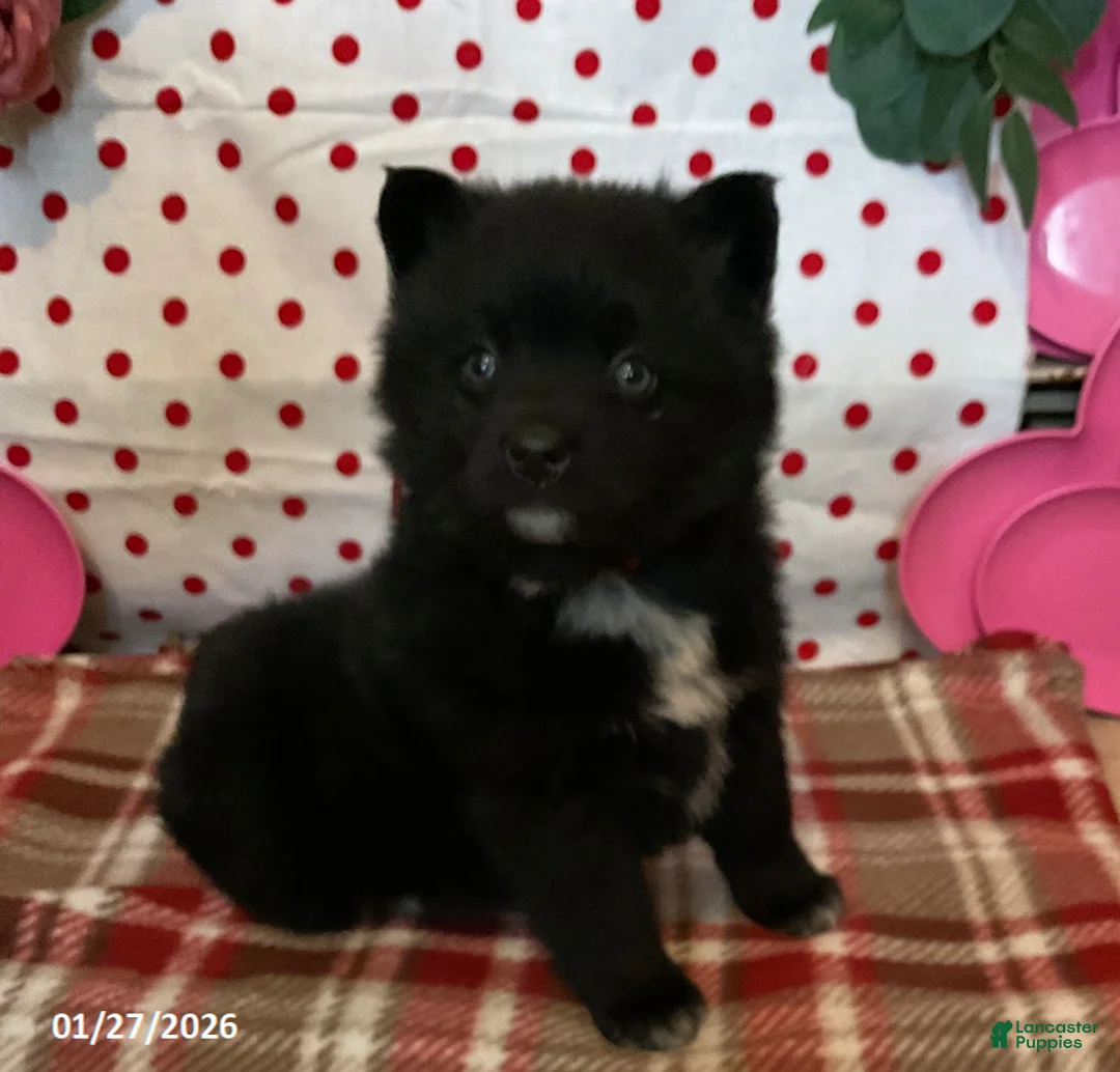 Pomsky dogs for sale: Mocha - Ad 1