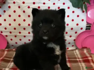 Pomsky dogs Mocha - Ad 5