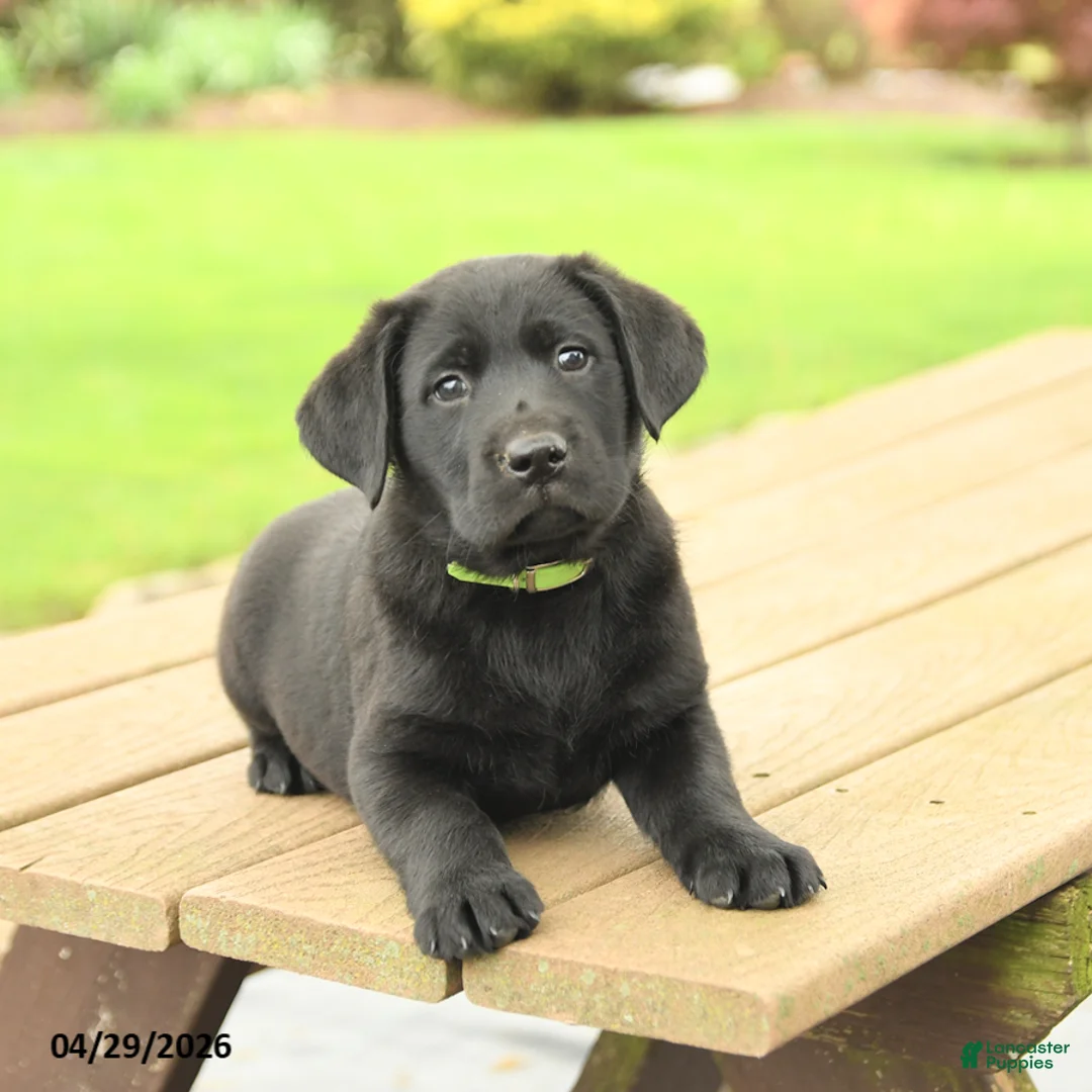 Labrador Retriever dogs for sale: Barney - Ad 2