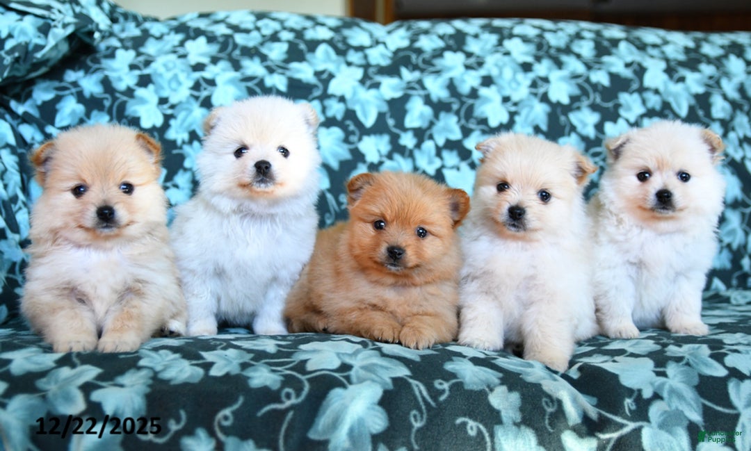 Pomeranian dogs for sale: Snowball - Ad 2