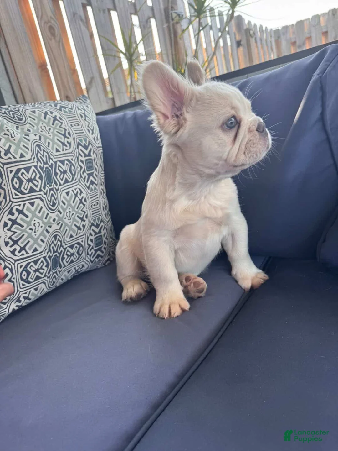 French Bulldog dogs for sale: French Bulldog litter of 1 puppies - Ad 6