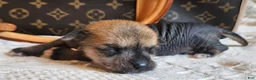 Mixed Breed dogs for sale: Chico  - Ad 9