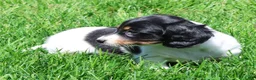 Miniature Dachshund dogs for sale: Lightning - Ad 5