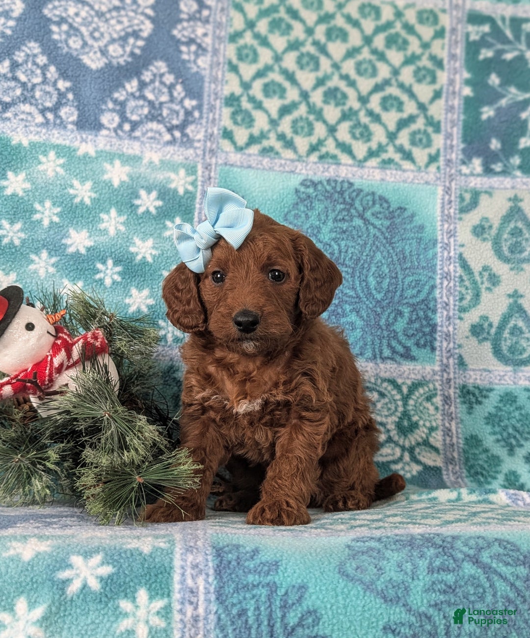 Mixed Breed dogs for sale: Charlee Hypoallergenic - Ad 2