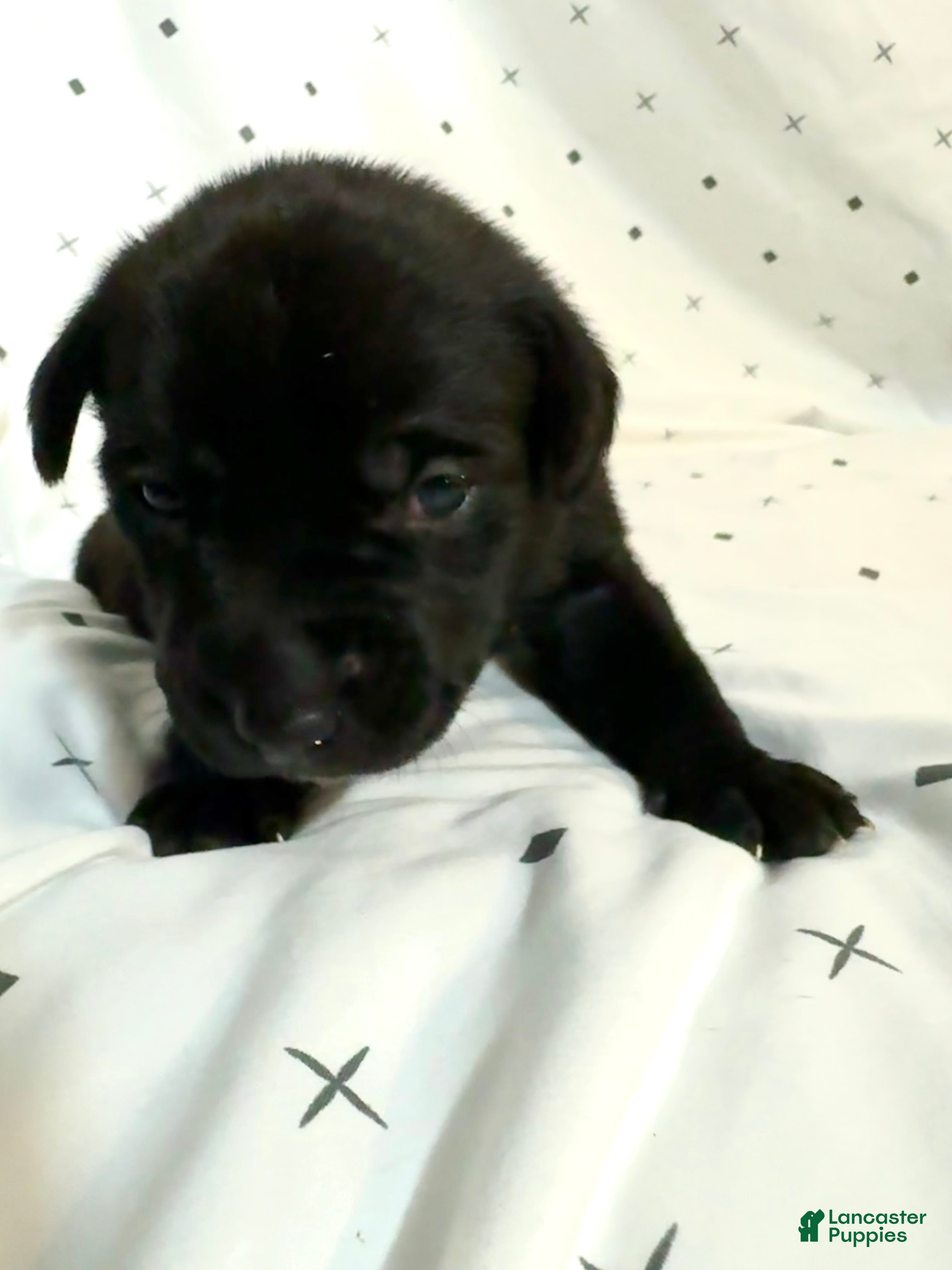 Mixed Breed dogs for sale: Mixed Breed Puppy 3 - Ad 4