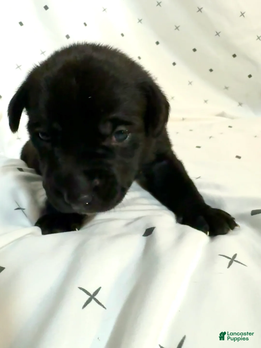 Mixed Breed dogs for sale: Mixed Breed Puppy 3 - Ad 1