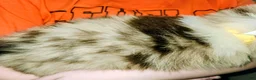 Australian Shepherd dogs for sale: Cher - Ad 10