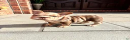 French Bulldog dogs for sale: Rojo big rope girl  - Ad 4