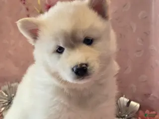 Pomsky dogs cinnamon sugar - Ad 9