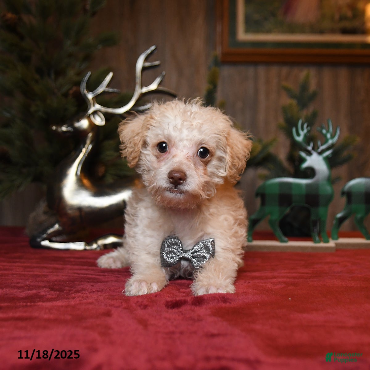 Schnoodle dogs Bucky  - Ad 1