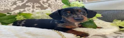 Miniature Dachshund dogs for sale: Ezra - Ad 4