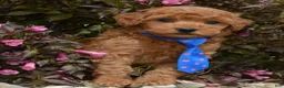 Mini Goldendoodle dogs for sale: Mini George - Ad 18