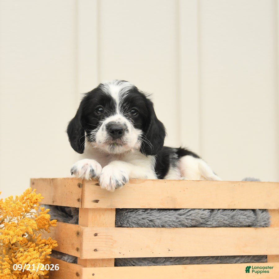 Mixed Breed dogs Felix - Ad 2