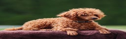 Toy Poodle dogs for sale: Maple Rose - Ad 7