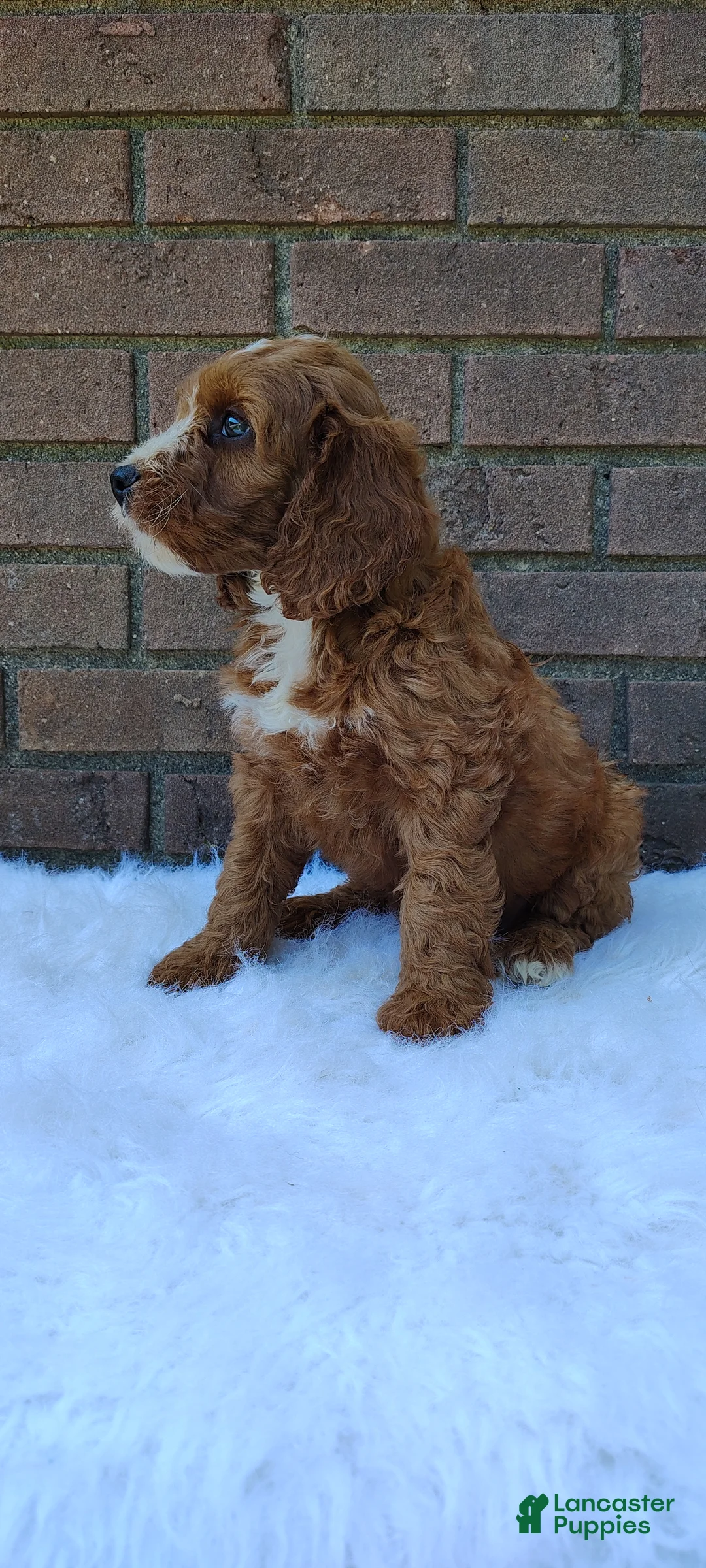 Irish Doodle dogs for sale: Echo - Ad 2