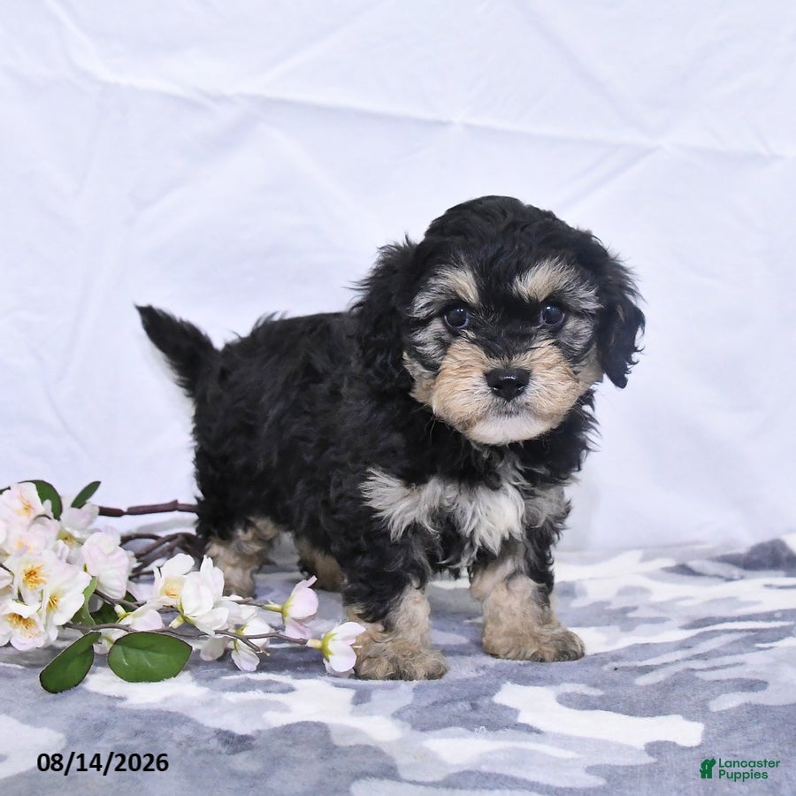 Cavapoo dogs Ozzy - Ad 2