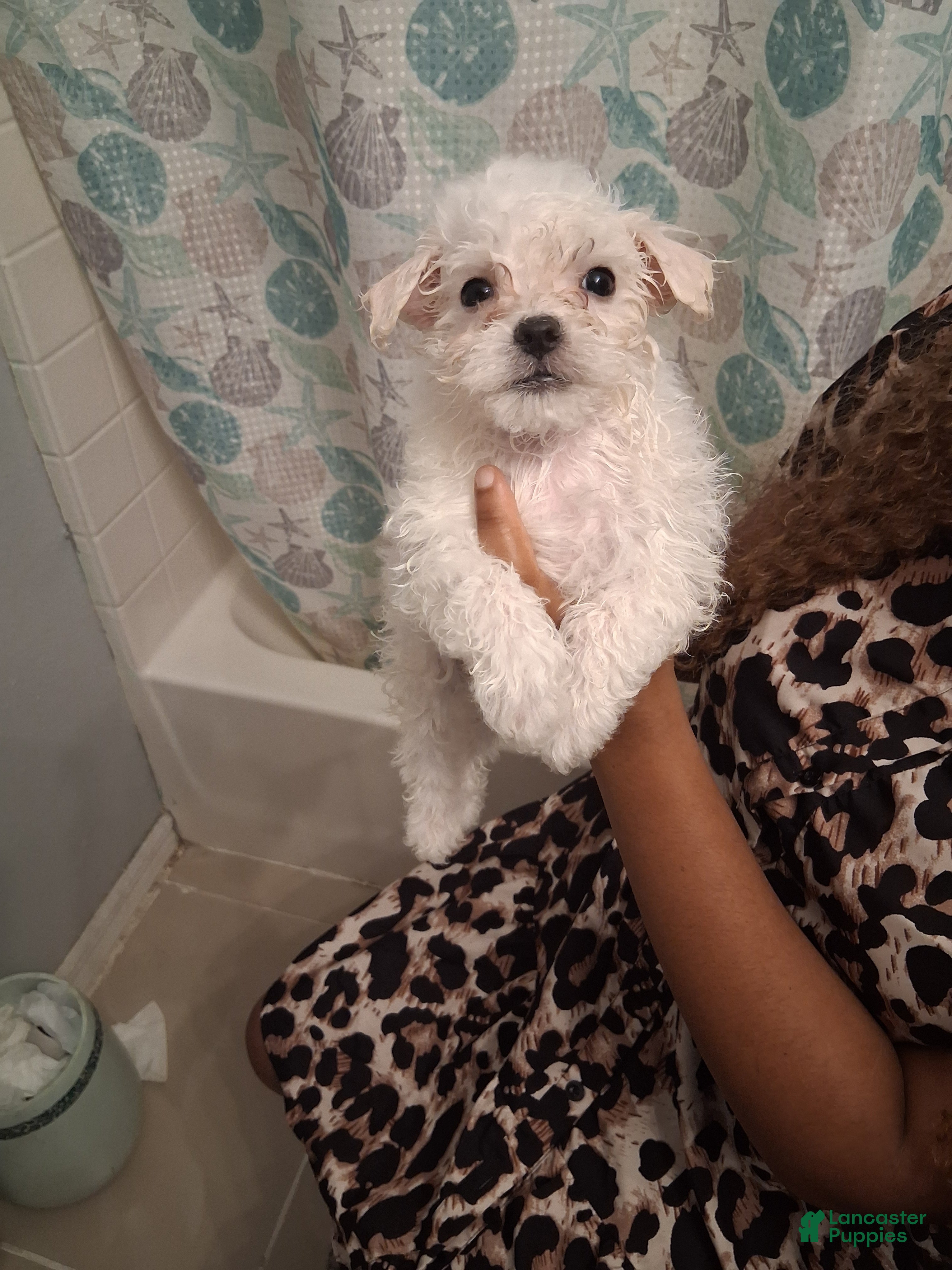 Maltese dogs Maltese 2 - Ad 18