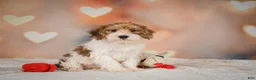 Yorkiepoo dogs for sale: Bella - Ad 9