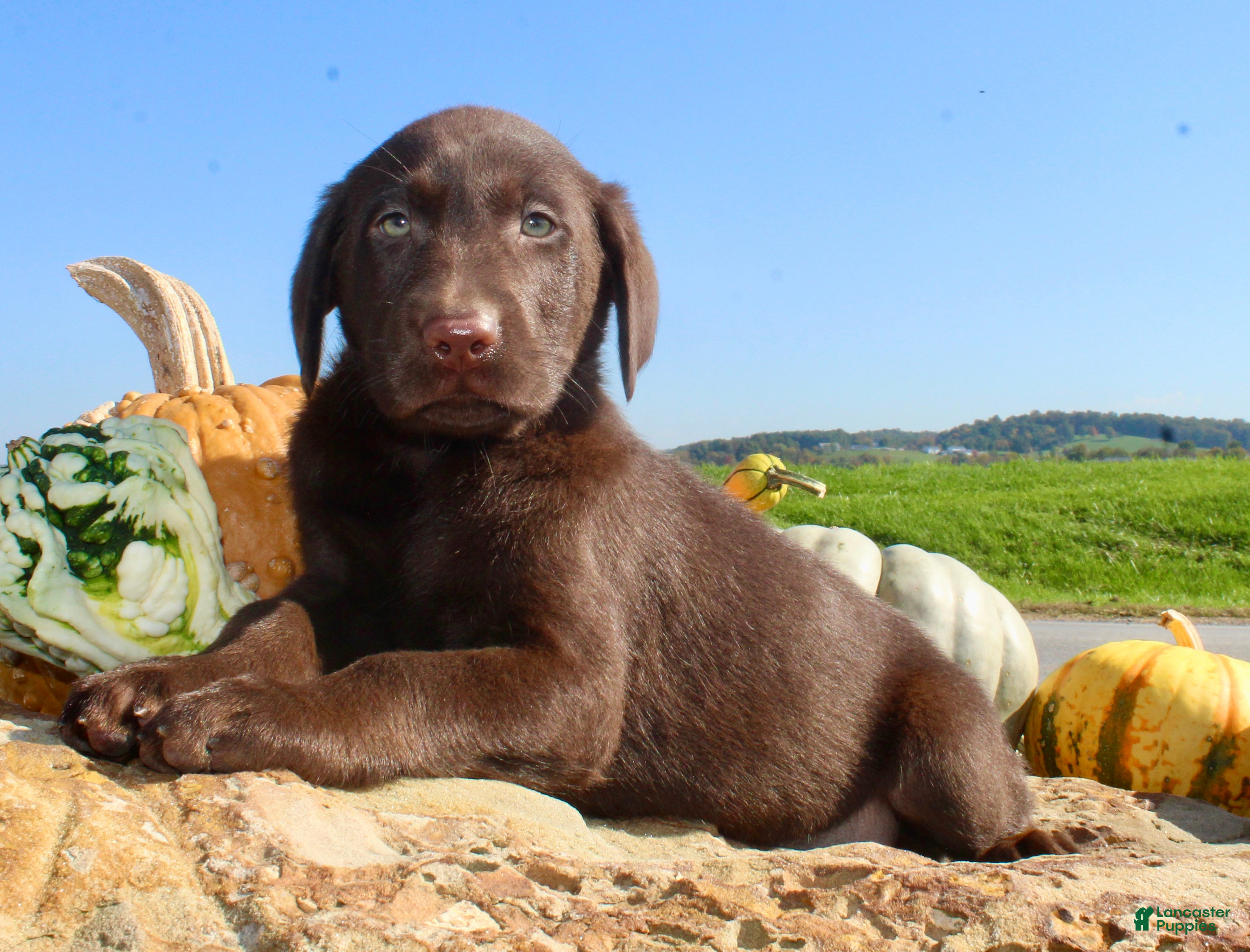Labrador Retriever dogs Tucker  - Ad 1