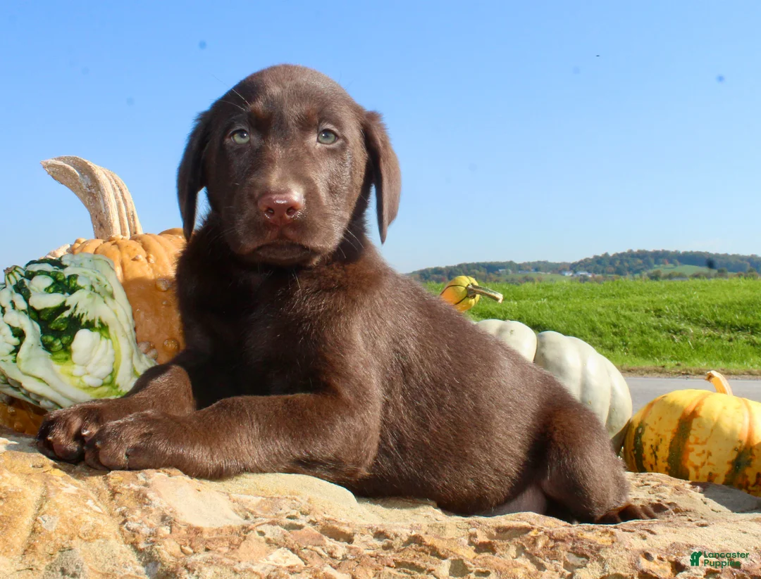 Labrador Retriever dogs for sale: Tucker  - Ad 1