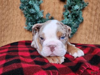 English Bulldog dogs Fletch - Ad 26