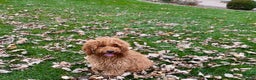 Cockapoo dogs for sale: Glen - Ad 1