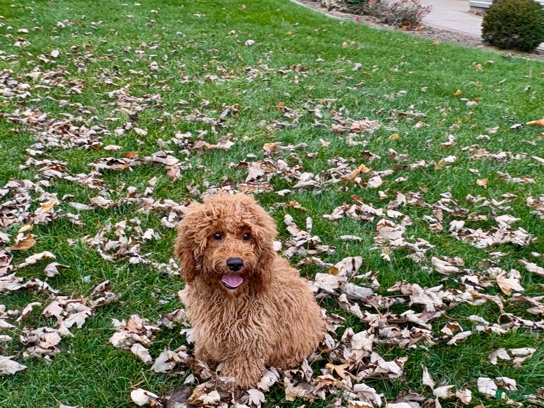 Cockapoo dogs for sale: Glen - Ad 1