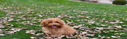 Cockapoo dogs for sale: Glen - Ad 1