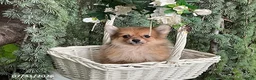 Pomeranian dogs for sale: Mocha - Ad 4