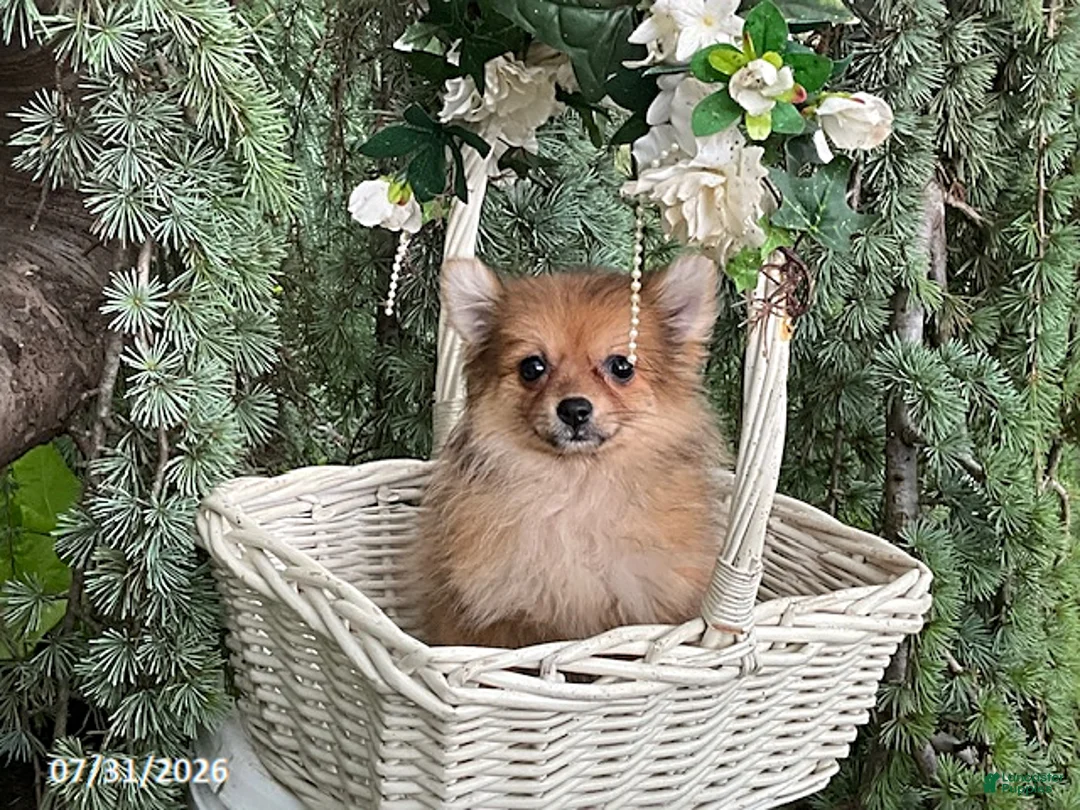 Pomeranian dogs for sale: Mocha - Ad 4