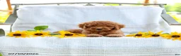Mini Goldendoodle dogs for sale: Jordan - Ad 5