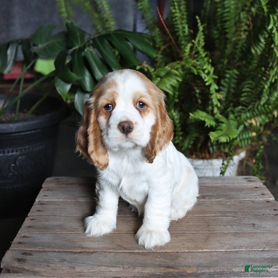 English Cocker Spaniel dogs Petals - Ad 1