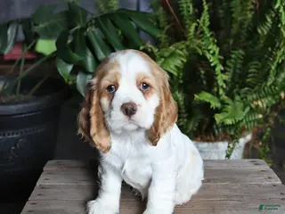 English Cocker Spaniel dogs for sale: Petals - Ad 4