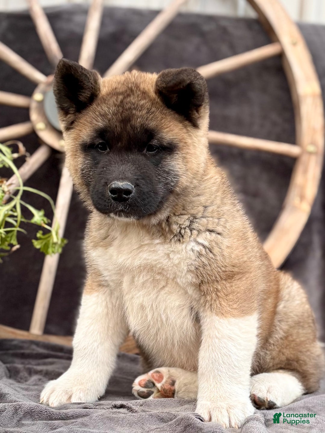 Akita dogs for sale: Fletcher  - Ad 3