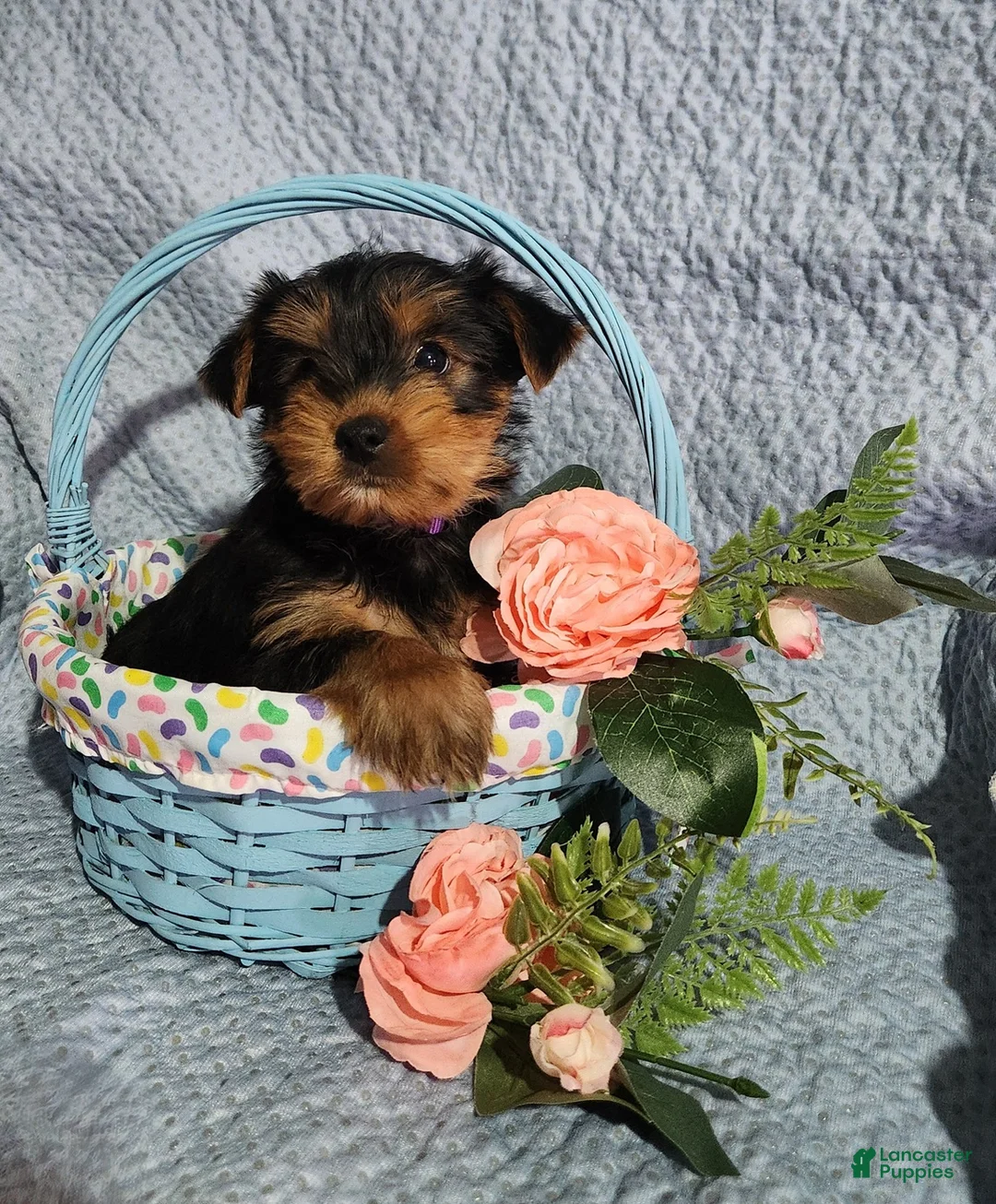 Yorkshire Terrier dogs for sale: Susie - Ad 1