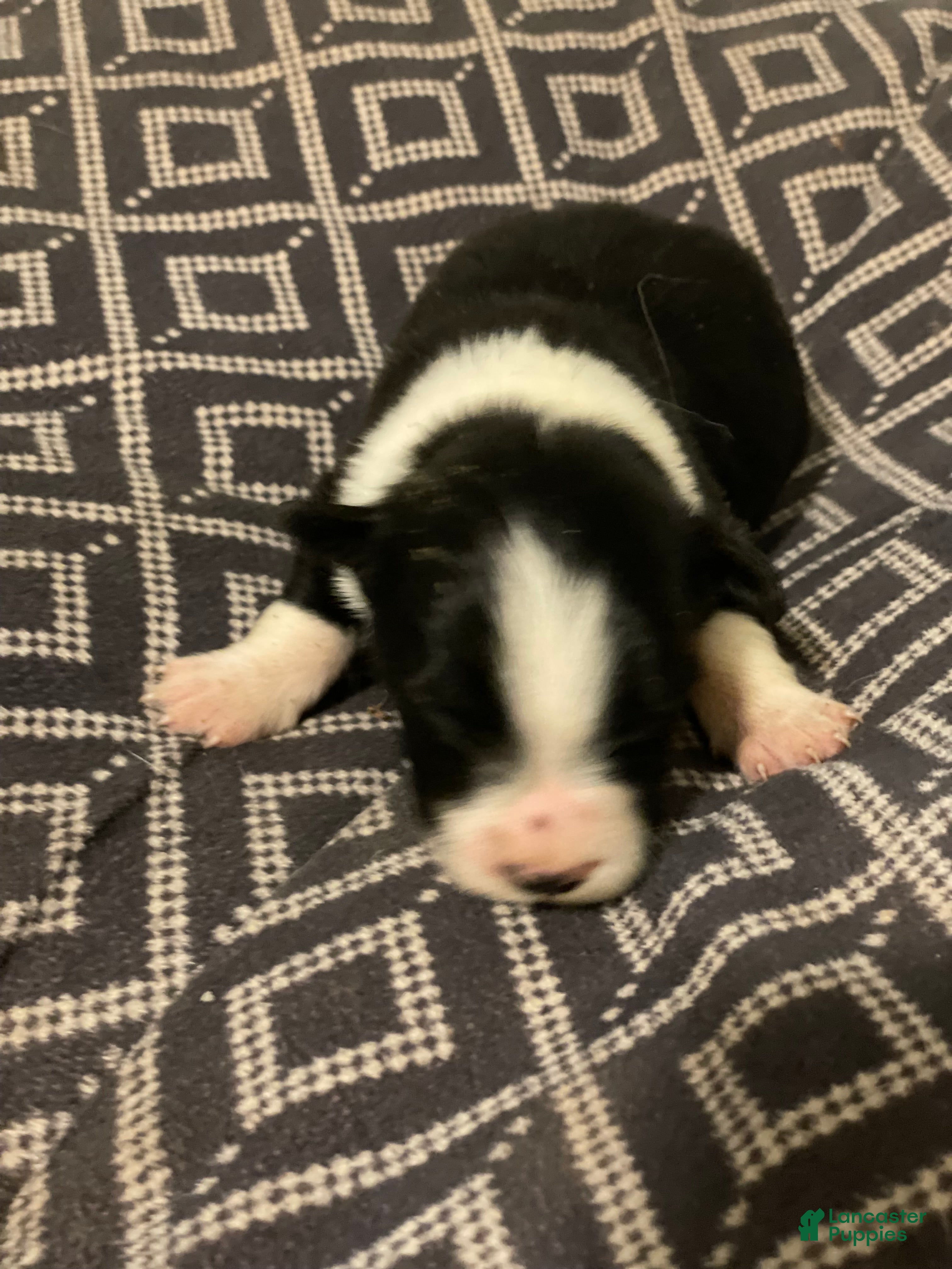 Border Collie dogs Mikey - Ad 36