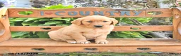 Golden Retriever dogs for sale: Bonnie - Ad 2