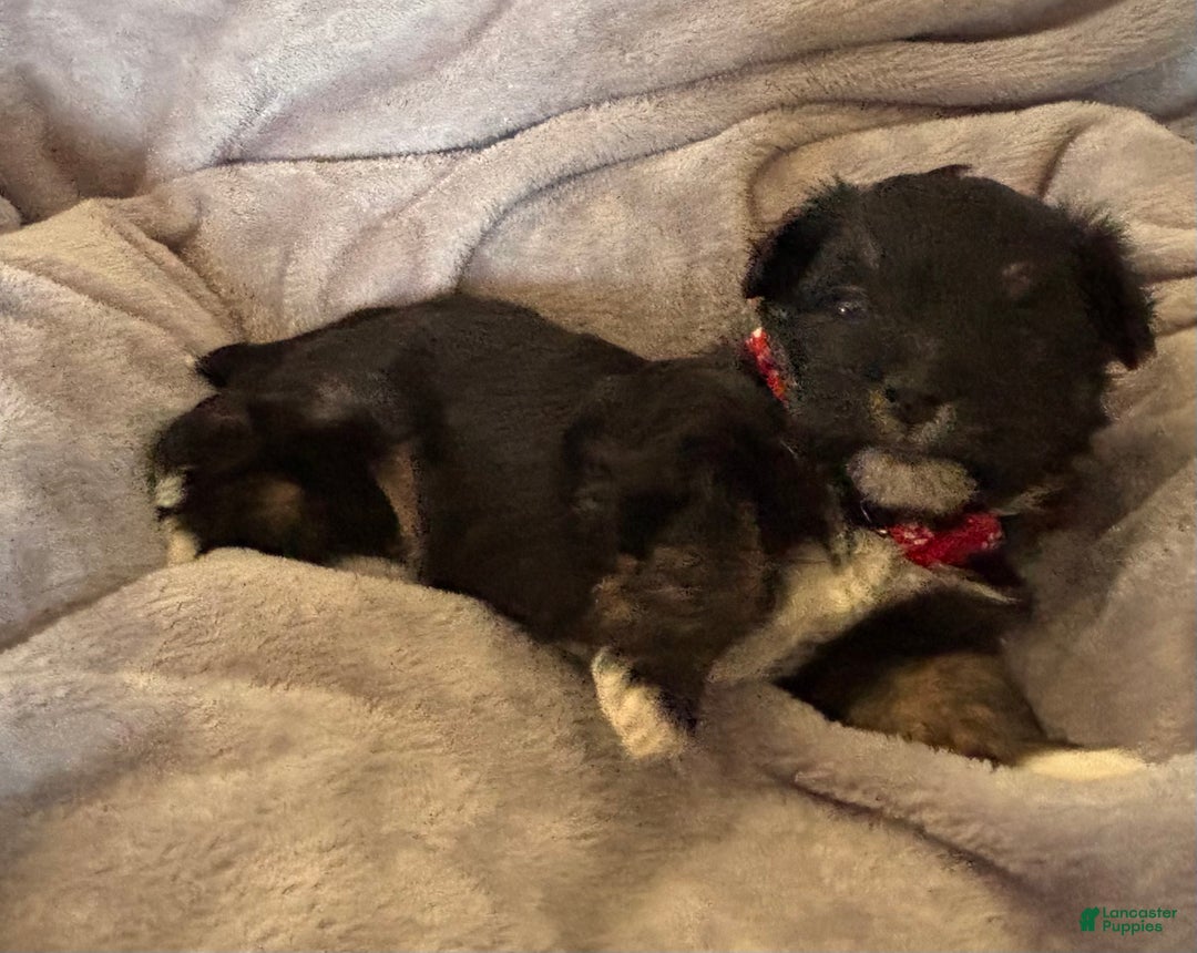 Havanese dogs for sale: Mickey - Ad 2