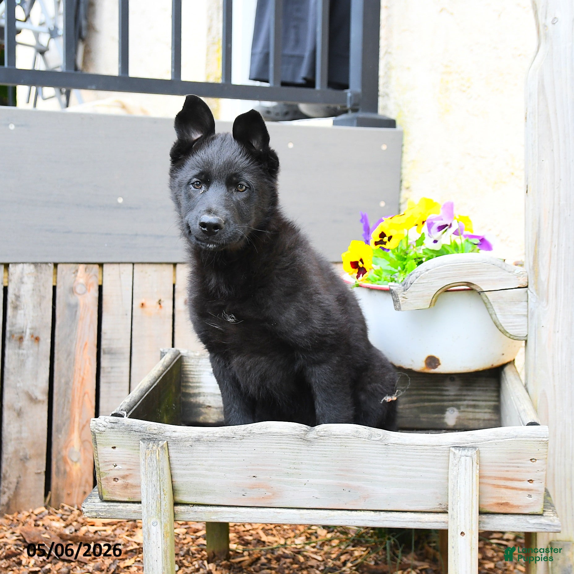 Mixed Breed dogs Charlie  - Ad 1