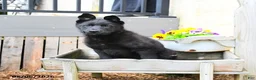 Mixed Breed dogs for sale: Charlie  - Ad 1