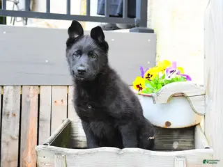 Mixed Breed dogs for sale: Charlie - Ad 3