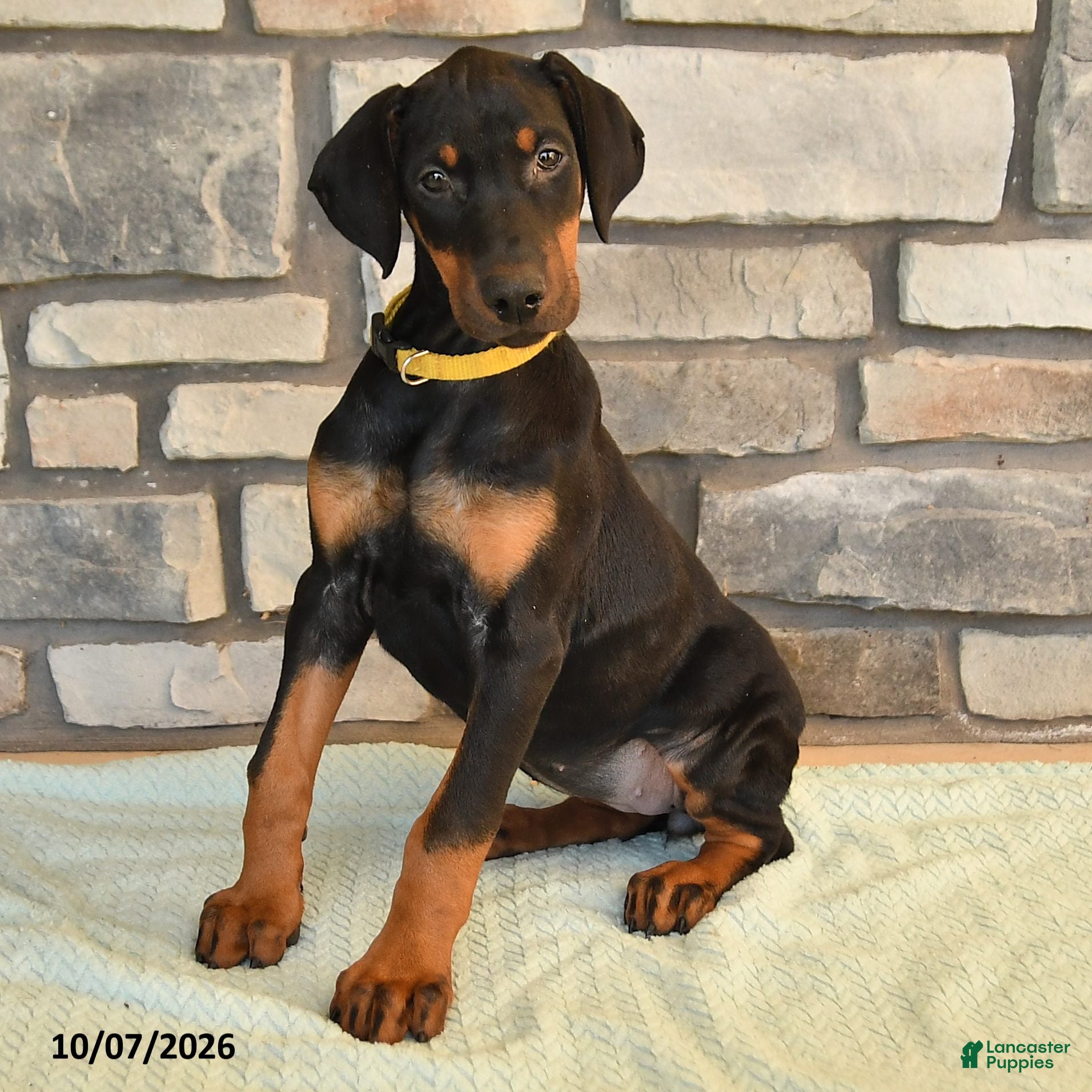 Doberman Pinscher dogs Zinnia - Ad 2