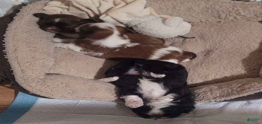 Gallery Image {{count}}