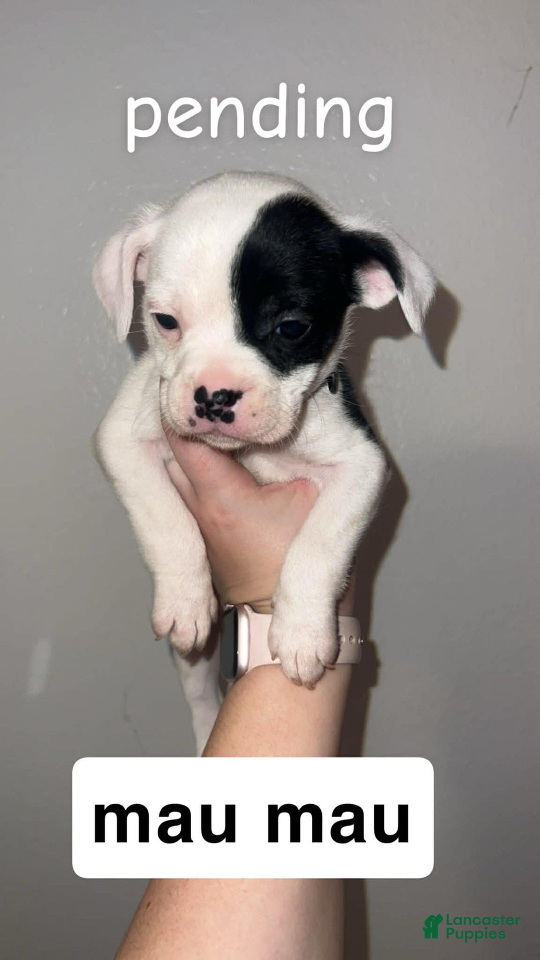 Mixed Breed dogs for sale: Mixed Breed Puppy 1 - Ad 2