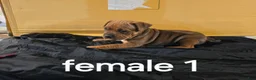 American Pit Bull Terrier dogs for sale: American Pit Bull Terrier 3 - Ad 3