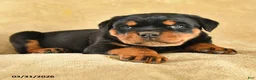 Rottweiler dogs for sale: Utah - Ad 3