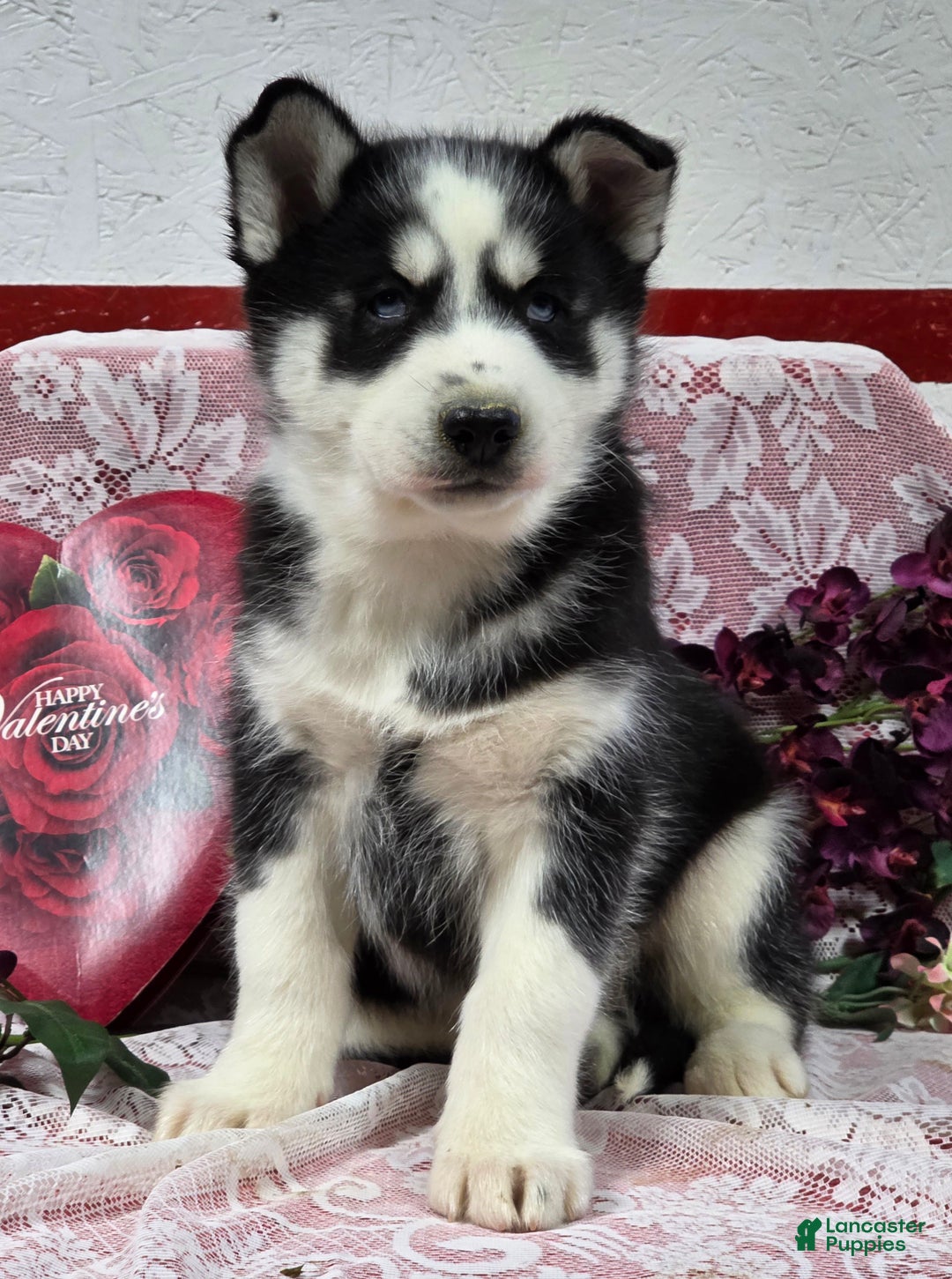 Siberian Husky dogs for sale: Kenton - Ad 1