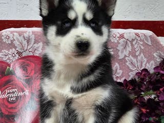 Siberian Husky dogs Kenton - Ad 33