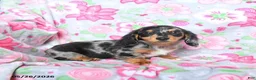 Miniature Dachshund dogs for sale: Dottie - Ad 3