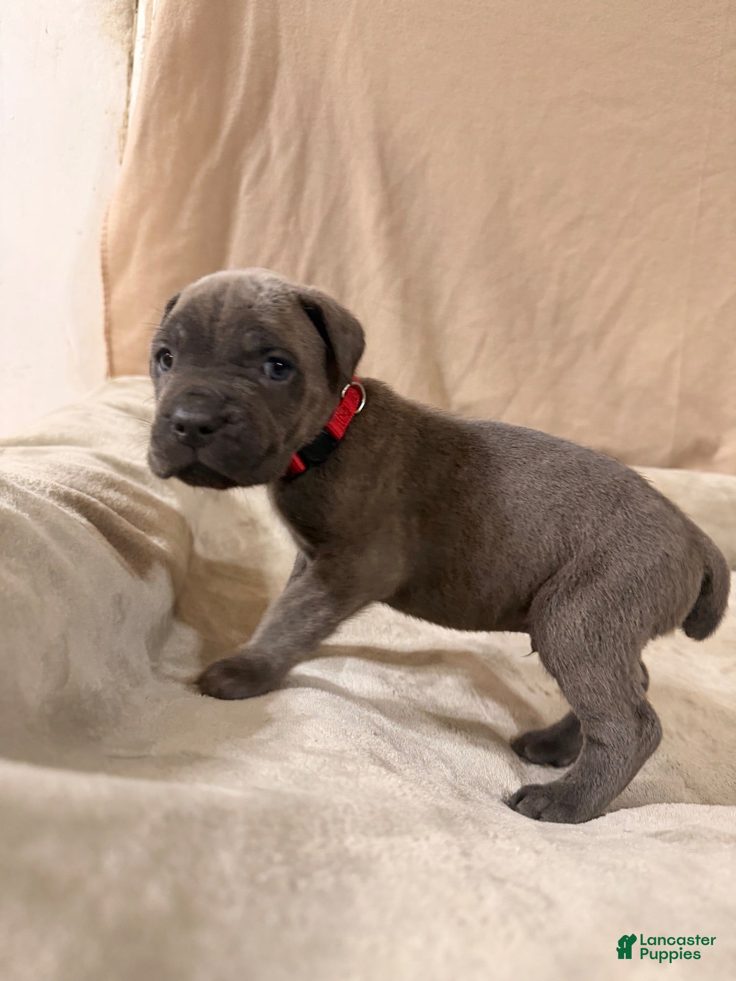 Cane Corso dogs Red - Ad 2